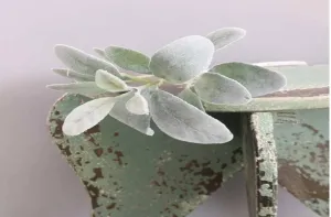 36 cm Lambs Ear Leaf on Short Stem Green