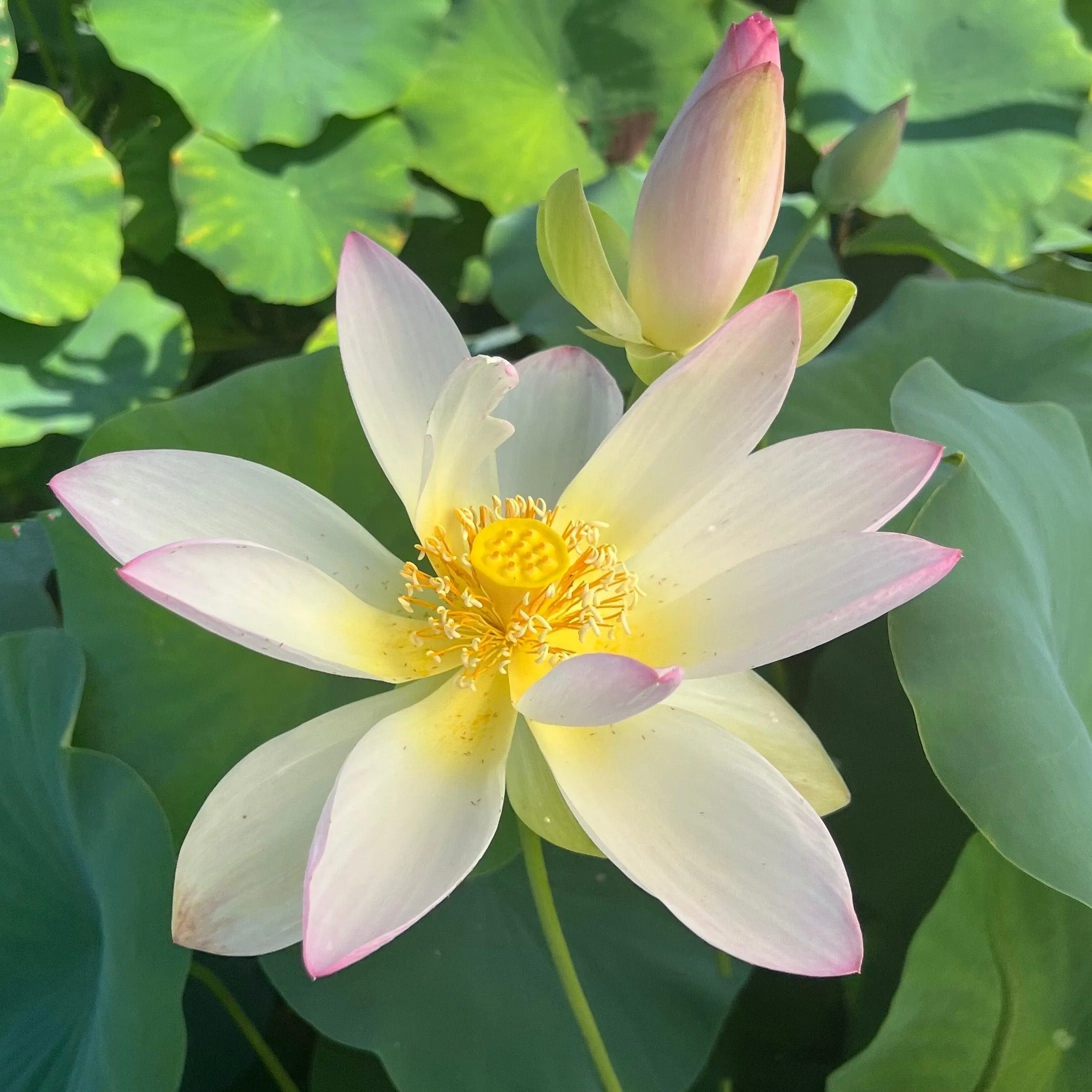 Dancing Phoenix Lotus (Bare Root)