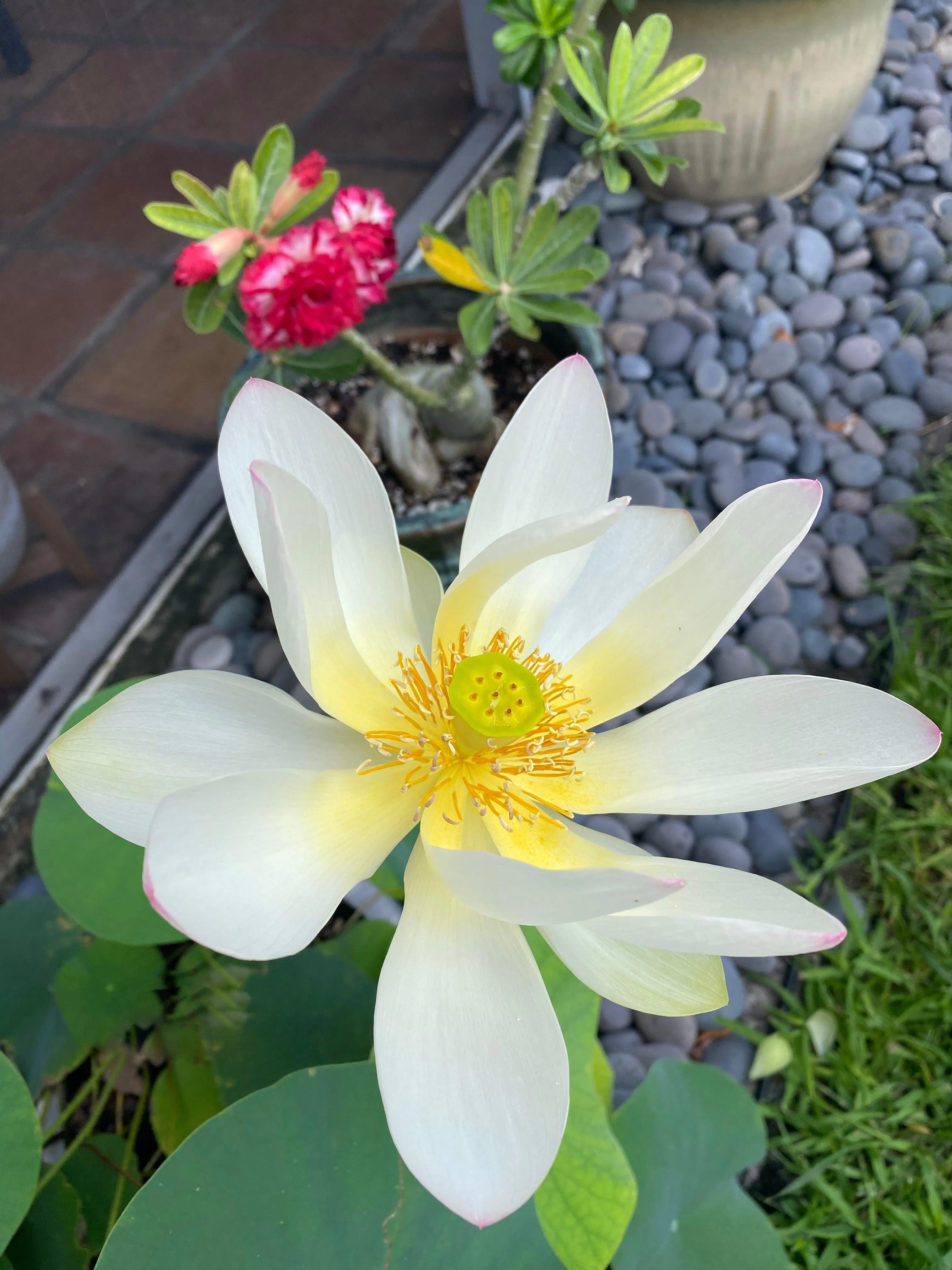 Dancing Phoenix Lotus (Bare Root)